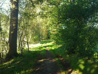 Waldweg am Himmelmoor Quickborn