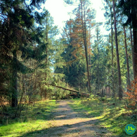 Waldweg in Tangstedter Forst